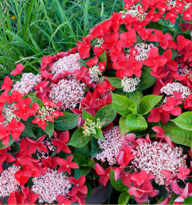 HORTENSIA ROTSCHWANZ