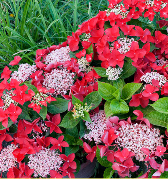 HORTENSIA ROTSCHWANZ