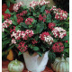 VIBURNUM GWENLLIAN
