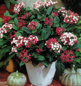 VIBURNUM GWENLLIAN
