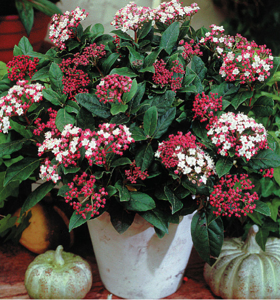 VIBURNUM GWENLLIAN