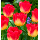 TULIPE TRIOMPHE MATCH