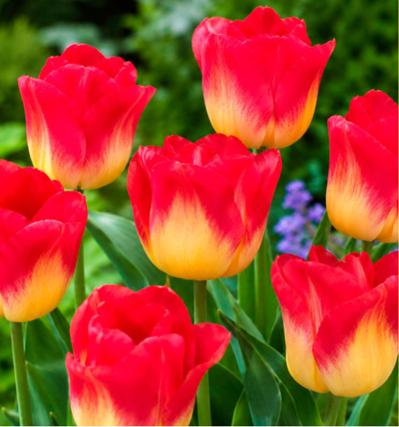 TULIPE TRIOMPHE MATCH