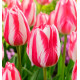 TULIPE TRIOMPHE SPRYNG BREAK