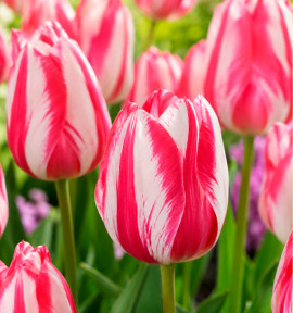 TULIPE TRIOMPHE SPRYNG BREAK