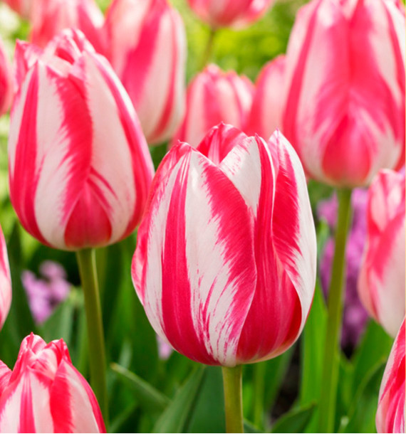 TULIPE TRIOMPHE SPRYNG BREAK