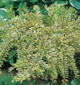 CHÈVREFEUILLE LEMON BEAUTY