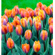 TULIPE PRINCESSE IRÈNE