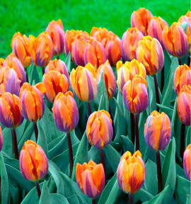 TULIPE TRIOMPHE PRINCESSE IRÈNE