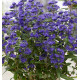 CARYOPTERIS KEW BLUE
