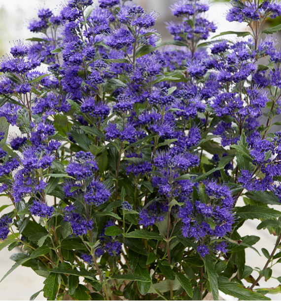 CARYOPTERIS KEW BLUE
