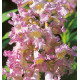 CHITALPA SUMMER BELLS® Minsum