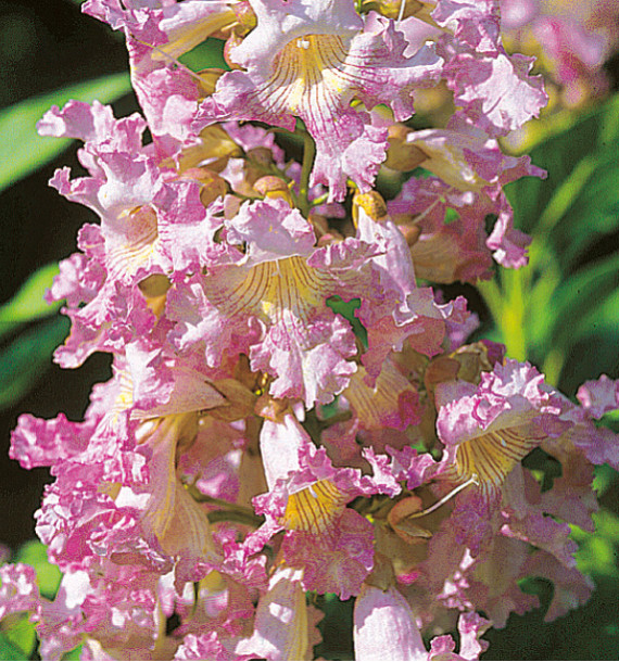 CHITALPA SUMMER BELLS® Minsum