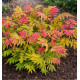 SORBARIA CRIMSON FEATHER® Hyfaria