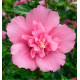 HIBISCUS BEAUTIFULL® MAGENTA 'Minsybfcrou01'