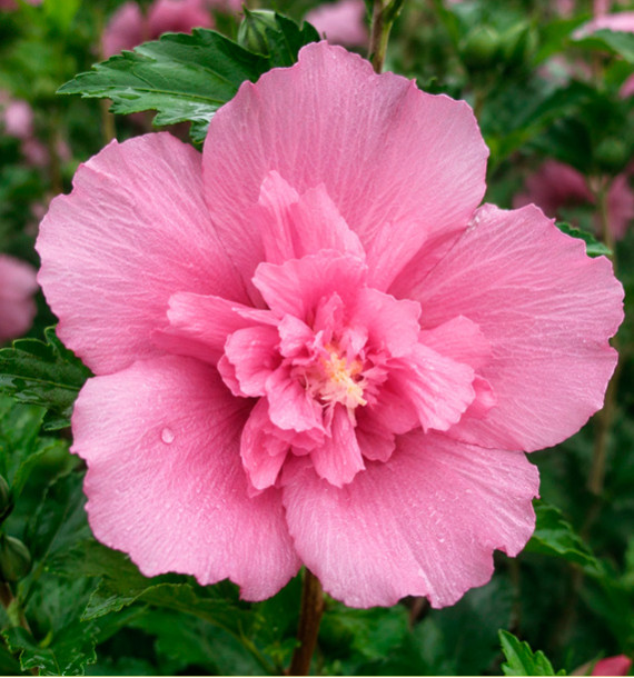 HIBISCUS BEAUTIFULL® MAGENTA 'Minsybfcrou01'