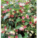 WEIGELIA MARJORIE