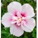 HIBISCUS BEAUTIFULL® SEDUCTION 'Minsybfmbla2'