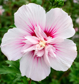 HIBISCUS BEAUTIFULL® SEDUCTION 'Minsybfmbla2'