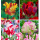 COLIBRIANT 20 TULIPES PERROQUET : 5 ROCOCO +5 CABANNA + 5 FLAMING PARROT + 5 E. RIJNVELD