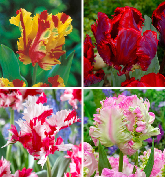 COLIBRIANT 20 TULIPES PERROQUET : 5 ROCOCO +5 CABANNA + 5 FLAMING PARROT + 5 E. RIJNVELD