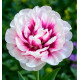 TULIPE A FLEURS DE PIVOINE PISTACHIO