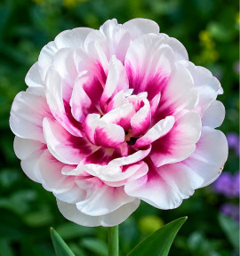 TULIPE A FLEURS DE PIVOINE PISTACHIO