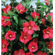 HIBISCUS WOODBRIDGE