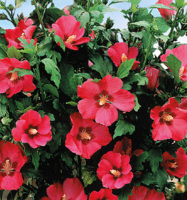 HIBISCUS WOODBRIDGE