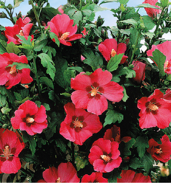 HIBISCUS WOODBRIDGE