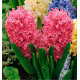 JACINTHE PINK PEARL