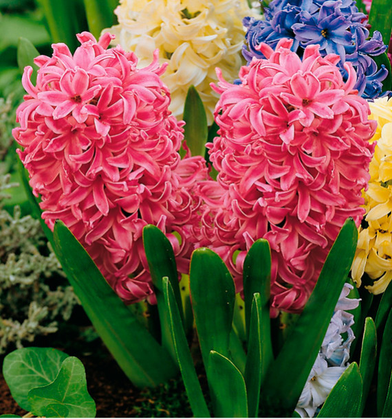JACINTHE PINK PEARL