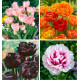 COLIBRIANT 28 TULIPES À FLEURS DE PIVOINES : 6 ANGELIQUE + 6 PISTACHIO + 8 SUN LOVER + 8 BLACK HERO