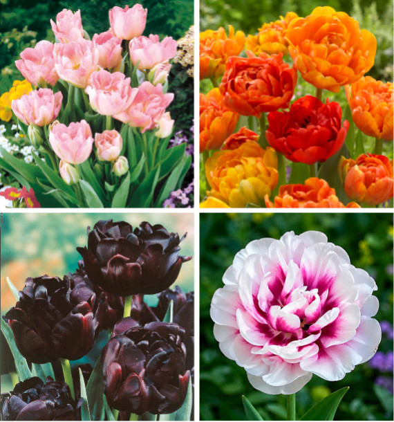 COLIBRIANT 28 TULIPES À FLEURS DE PIVOINES : 6 ANGELIQUE + 6 PISTACHIO + 8 SUN LOVER + 8 BLACK HERO