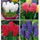 COLIBRIANT 12 JACINTHES PARFUMEES : 3 JAN BOS + 3 BLUE JACKET + 3 PINK PEARL + 3 ANTARCTICA