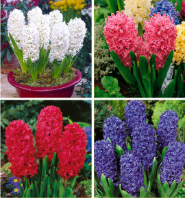 COLIBRIANT 12 JACINTHES PARFUMEES : 3 JAN BOS + 3 BLUE JACKET + 3 PINK PEARL + 3 ANTARCTICA
