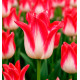 TULIPE A FLEURS DE LIS STRAWBERRY ROMANOFF
