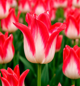 TULIPE A FLEURS DE LIS STRAWBERRY ROMANOFF