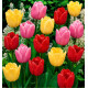 TULIPES SIMPLES TARDIVES EN MELANGE