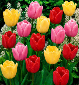 TULIPES SIMPLES TARDIVES EN MELANGE