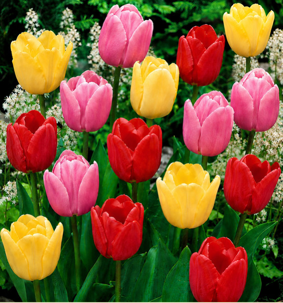 TULIPES SIMPLES TARDIVES EN MELANGE