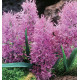JACINTHE PLUME