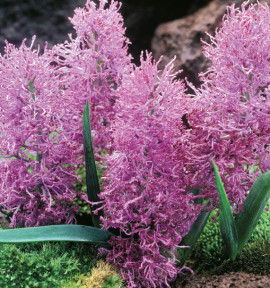 JACINTHE PLUME