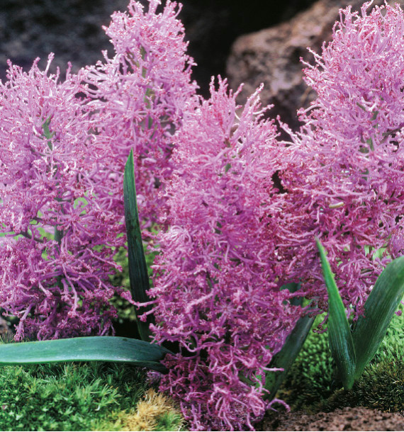 JACINTHE PLUME