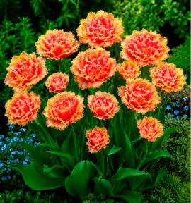 TULIPE FRANGEE BRISBANE