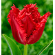 TULIPE FRANGEE VERSACI