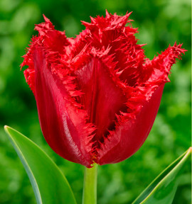 TULIPE FRANGEE VERSACI