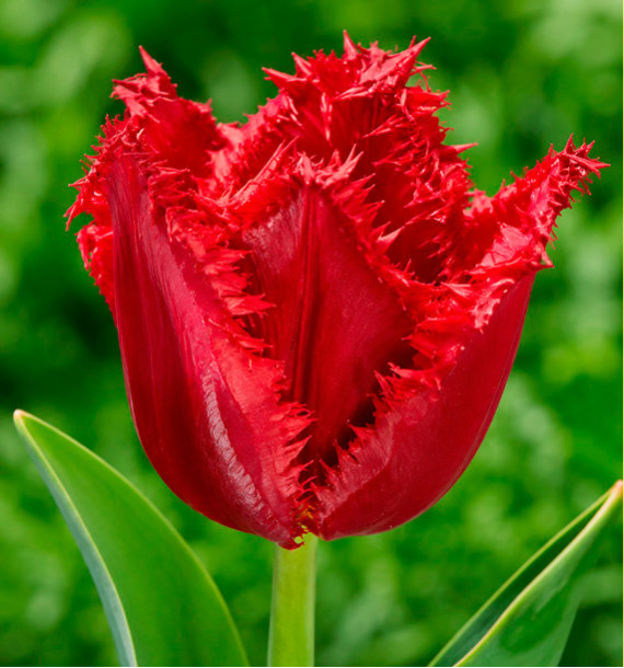 TULIPE FRANGEE VERSACI