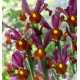 IRIS RED EMBER