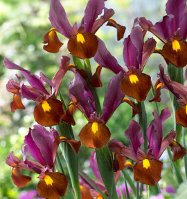 IRIS RED EMBER